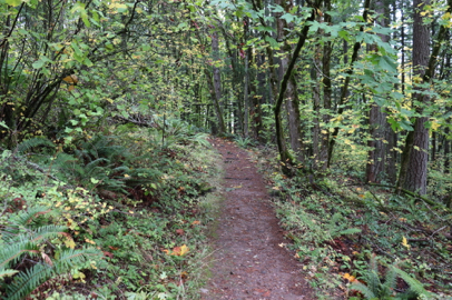 Summit Loop Trail meanders through the forest – wide compacted gravel with low grade